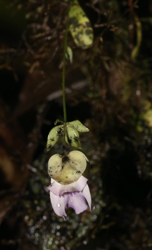 Image of Utricularia jamesoniana by (c) Laura Gaudette, some rights reserved (CC BY)