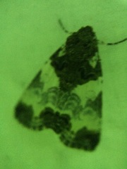 Cerma cerintha