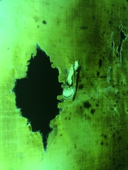 Chrysanympha formosa