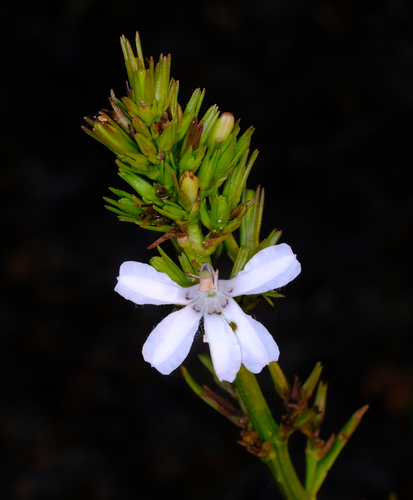 Image of White Goodenia (Goodenia scapigera) by (c) Peter Crowcroft, some rights reserved (CC BY)