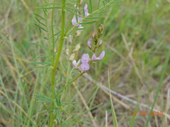 Astragalus sulcatus