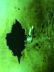 Chrysanympha formosa