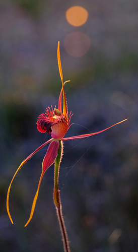 Image of Caladenia decora by (c) Peter Crowcroft, some rights reserved (CC BY)
