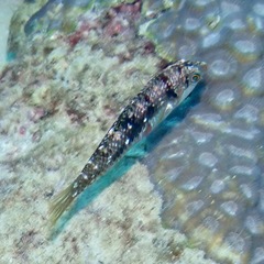 Halichoeres nebulosus