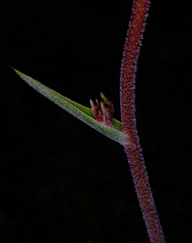 Image of Anigozanthos rufus by (c) Peter Crowcroft, some rights reserved (CC BY)