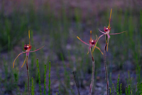 Image of Caladenia decora by (c) Peter Crowcroft, some rights reserved (CC BY)