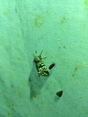 Panthea acronyctoides