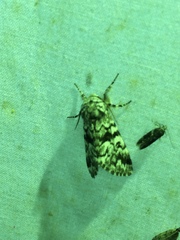 Panthea acronyctoides