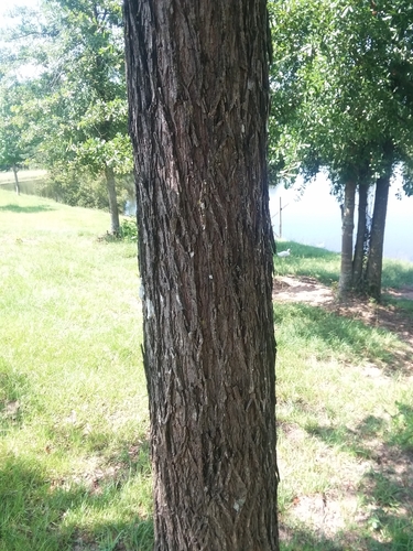 Image of Carya pallida by (c) Will McFarland, some rights reserved (CC BY)