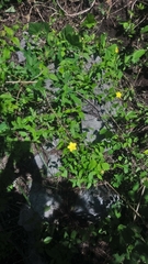 Haplophyton cimicidum