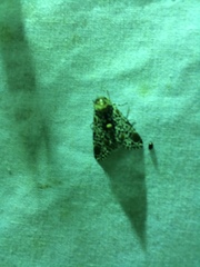 Harrisimemna trisignata