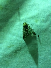 Harrisimemna trisignata