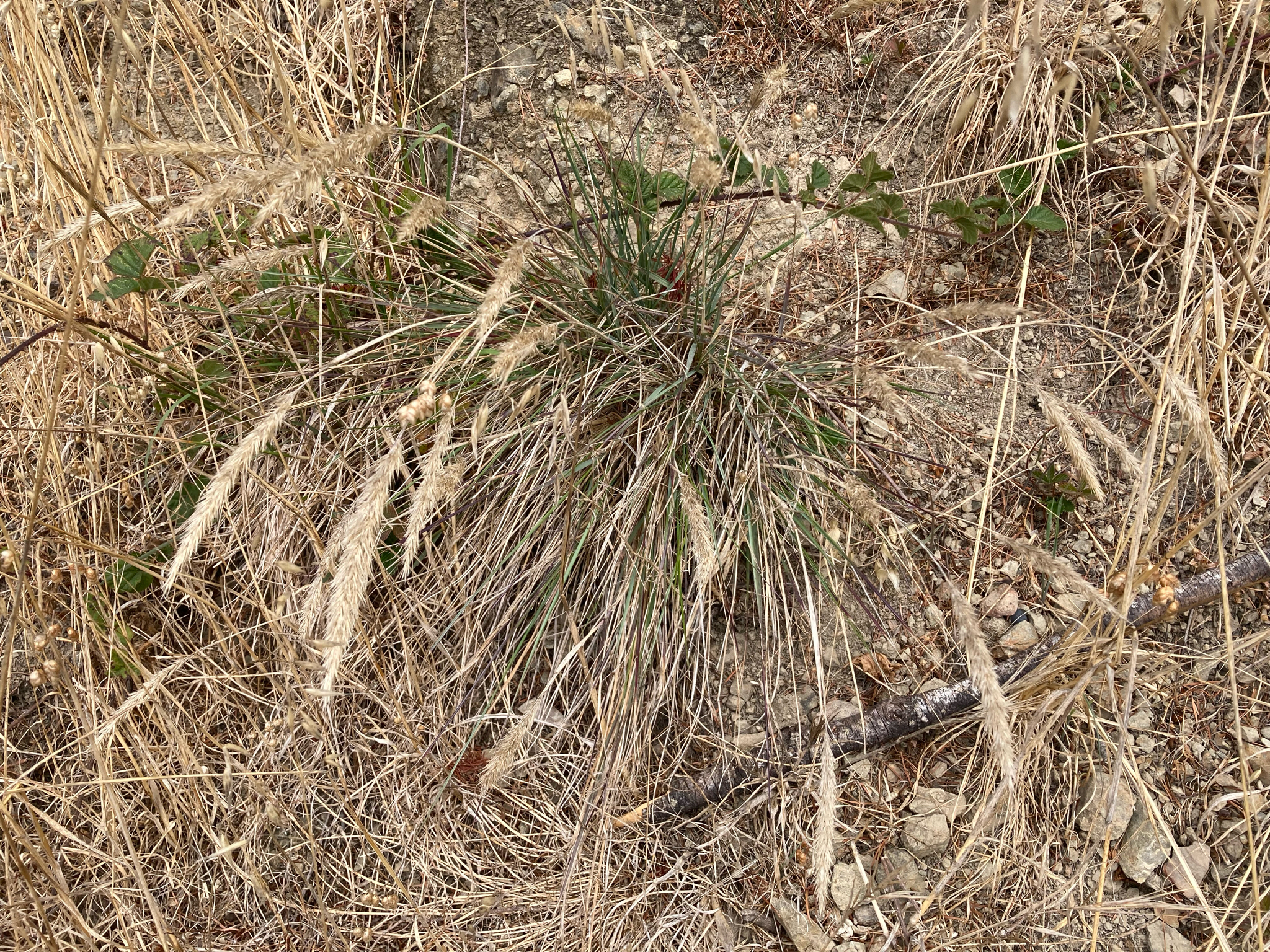 Calamagrostis foliosa