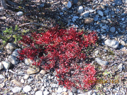 Image of Arctous rubra by (c) Nick Transue, some rights reserved (CC BY)