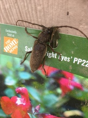 Enaphalodes hispicornis