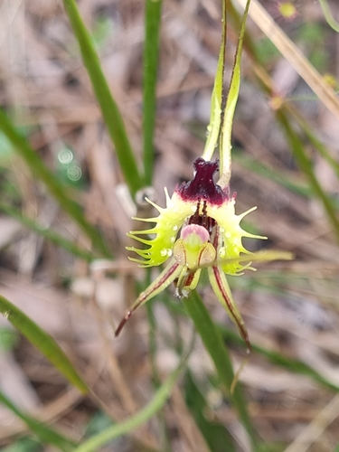 Image of Caladenia attingens by (c) Mark Calway, some rights reserved (CC BY)