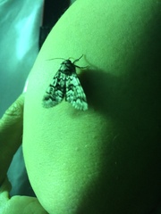 Panthea acronyctoides