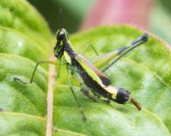 Paramastax mariaetheresiae