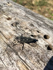 Chalcophora mariana