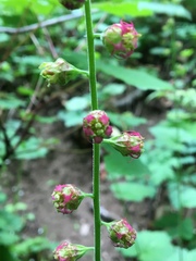 Tellima