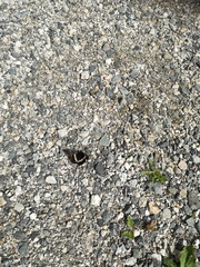 Limenitis lorquini ilgae