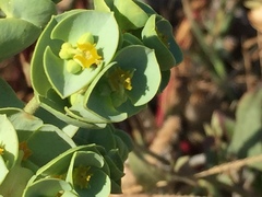Euphorbia paralias
