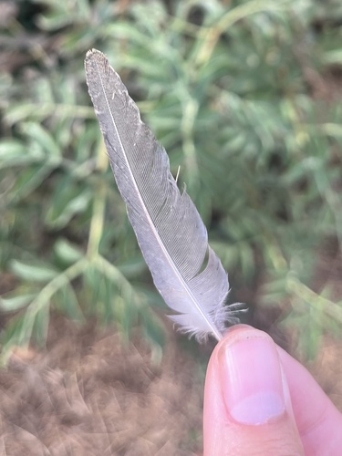 Plume de Colin de Californie