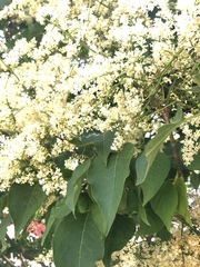Syringa reticulata
