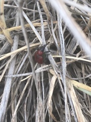 Merhynchites bicolor