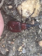 Merhynchites bicolor