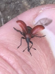 Merhynchites bicolor