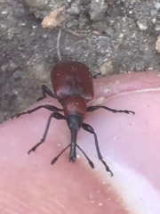 Merhynchites bicolor