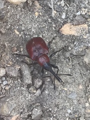 Merhynchites bicolor