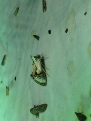 Chrysanympha formosa