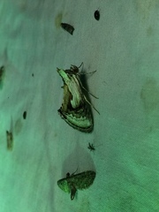 Chrysanympha formosa