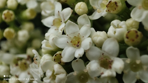 Image of Sambucus australis by (c) Thomaz Ricardo Favreto Sinani, some rights reserved (CC BY)