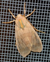 Halysidota tessellaris