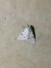 Acronicta vulpina
