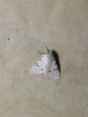 Acronicta vulpina
