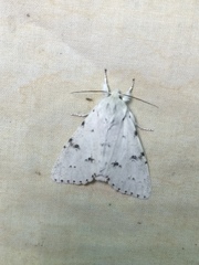 Acronicta vulpina
