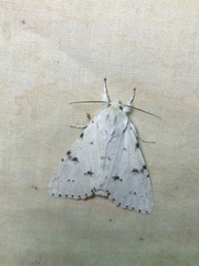 Acronicta vulpina