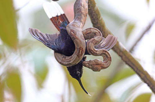 Boa Constrictor observed near El Porvenir, Atlántida, Honduras, (c) Ad Konings, some rights reserved (CC BY-NC)