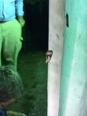 Chrysanympha formosa