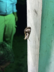 Chrysanympha formosa