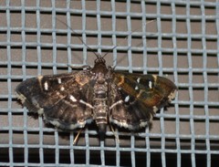 Diathrausta reconditalis