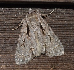 Acronicta lobeliae