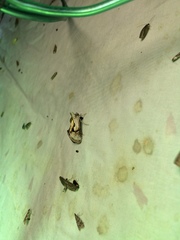 Chrysanympha formosa