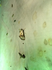 Chrysanympha formosa