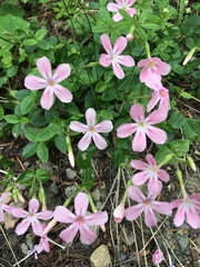 Phlox adsurgens