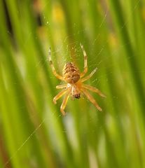 Araneus diadematus